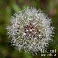Dandelion Clock