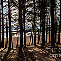 Loch Morlich Through The Trees
