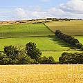 Pastoral Scene