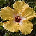 Yellow Hibiscus