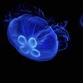Common Moon Jelly