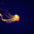 Sea Nettle Dance